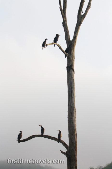 Periyar Tiger Reserve