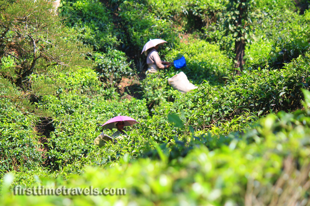 Kerala Blog Express Munnar