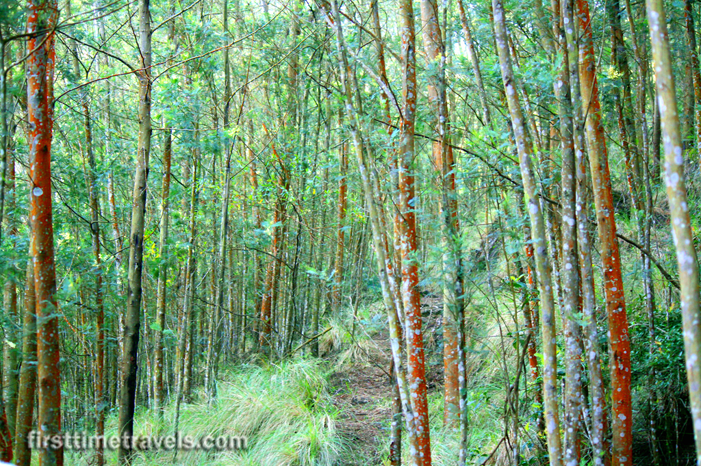 Kerala Blog Express Munnar