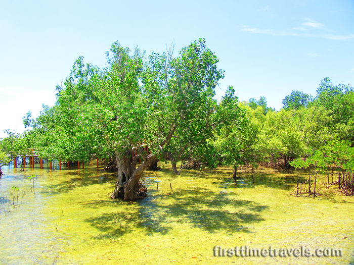 Suyac Island Magrove Eco-park
