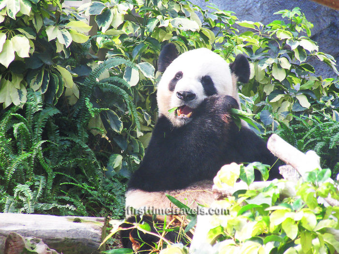 Macau Giant Panda Pavilion
