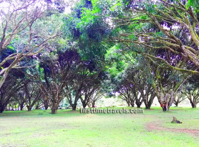 Guimaras mangoes