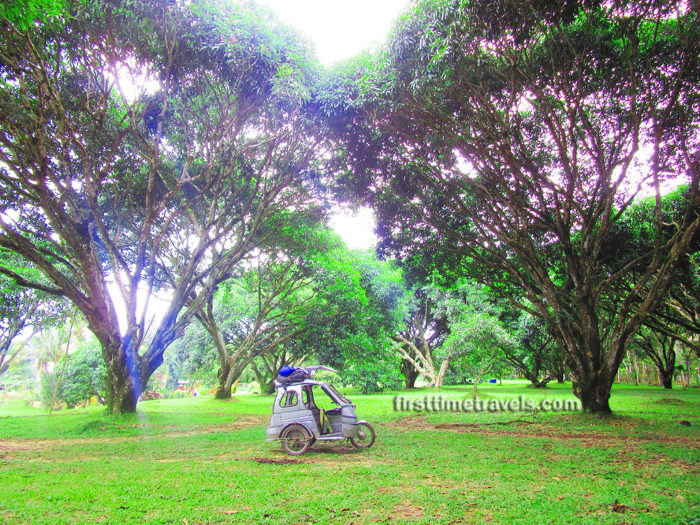 Mango plantation Guimaras Island