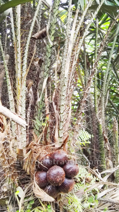 Salak