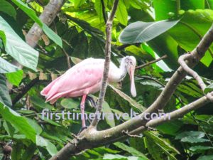 Jurong Bird Park