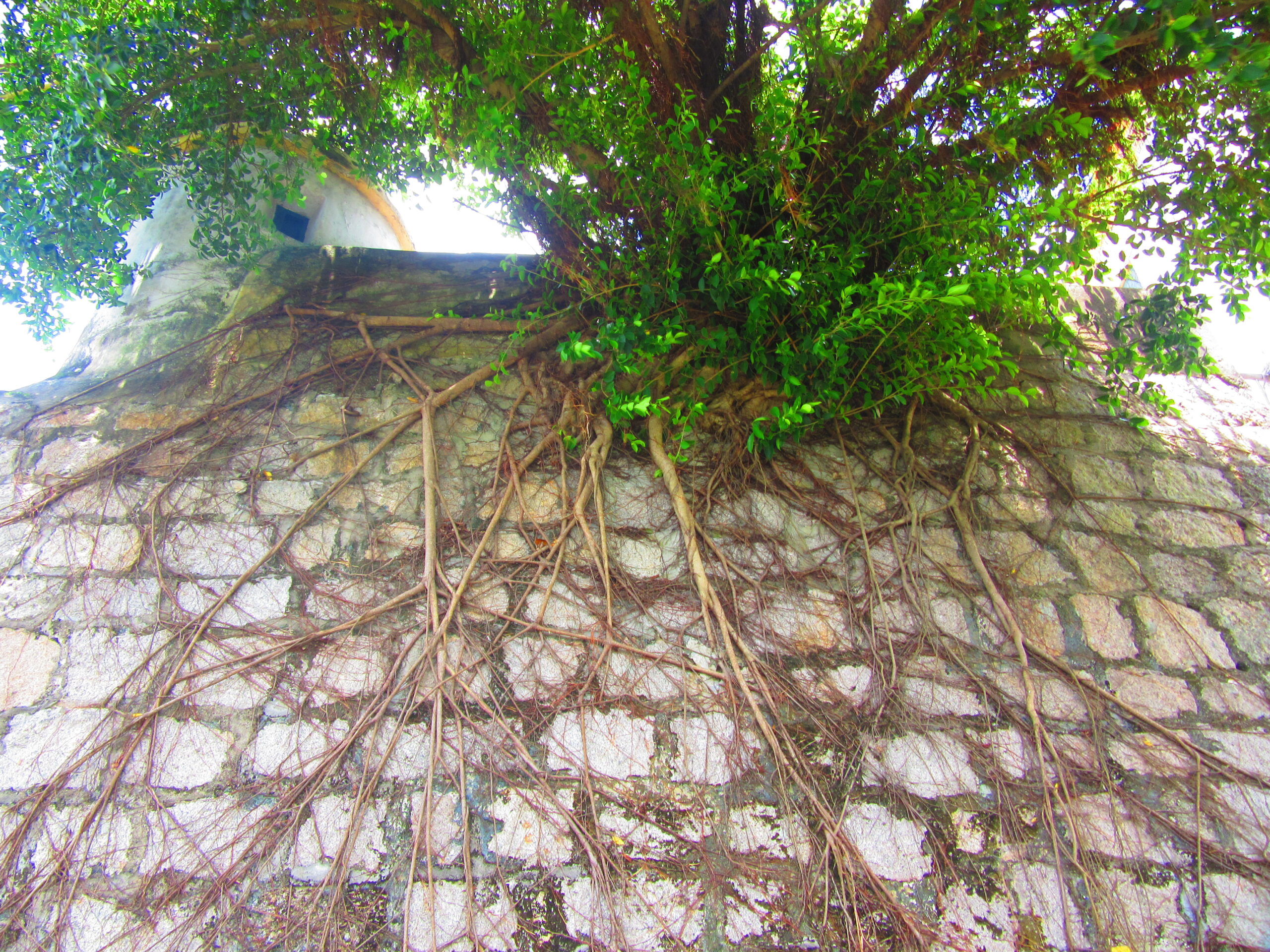 Guia Fortress