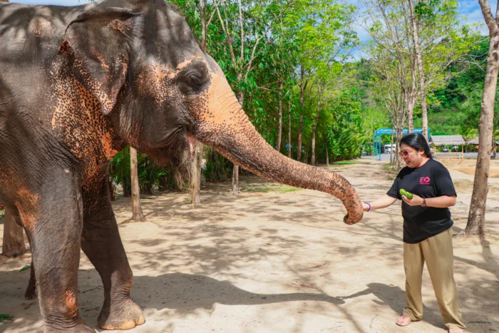 Green Elephant Sanctuary Phuket