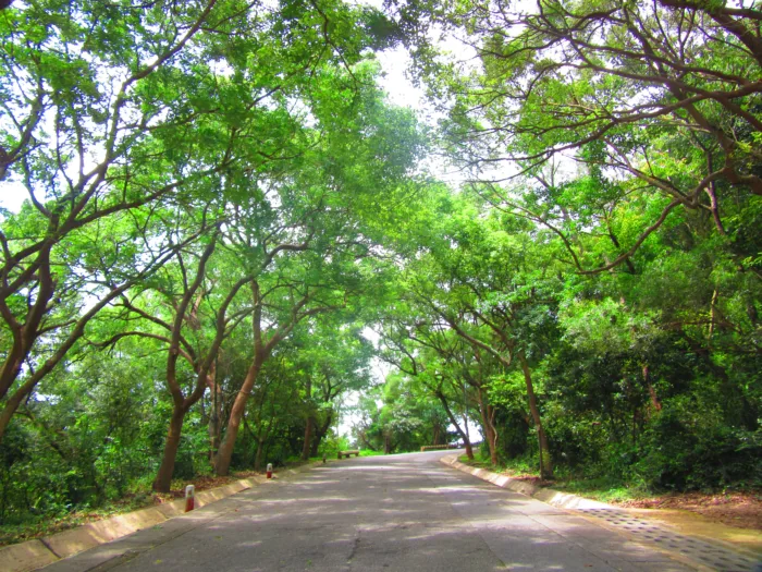 Coloane Hill